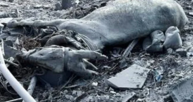 Over 95% of Gaza’s livestock destroyed amid ongoing conflict