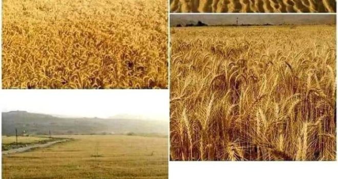 Worth 15.1 billion riyals… a strategic success for the wheat production season in Al-Jawf
